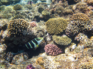 Marine inhabitants of the coral reef of the Red Sea. Undersea world