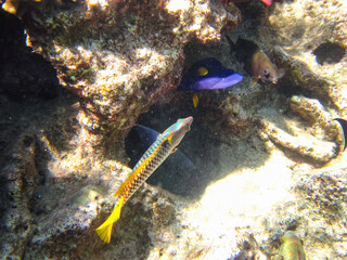 Marine inhabitants of the coral reef of the Red Sea. Undersea world
