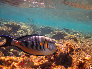 Marine inhabitants of the coral reef of the Red Sea. Undersea world