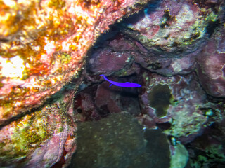 Marine inhabitants of the coral reef of the Red Sea. Undersea world
