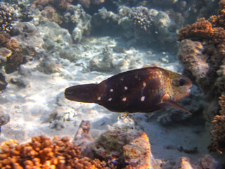 Marine inhabitants of the coral reef of the Red Sea. Undersea world