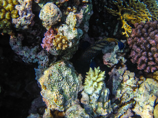 Marine inhabitants of the coral reef of the Red Sea. Undersea world