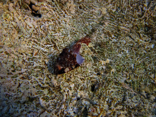 Marine inhabitants of the coral reef of the Red Sea. Undersea world