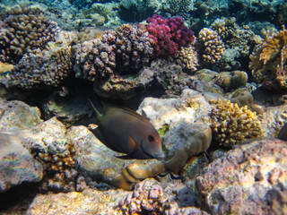 Marine inhabitants of the coral reef of the Red Sea. Undersea world