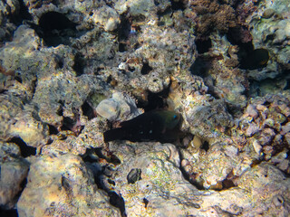 Marine inhabitants of the coral reef of the Red Sea. Undersea world
