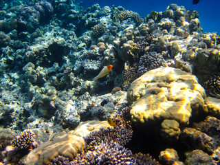 Marine inhabitants of the coral reef of the Red Sea. Undersea world