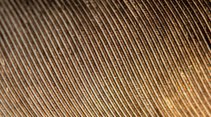 abstract background of repeating feather stripes close-up