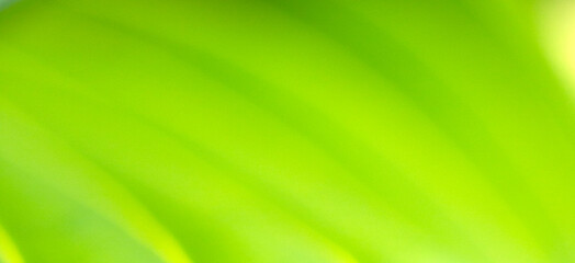 bright green sunny abstract background with golden lines