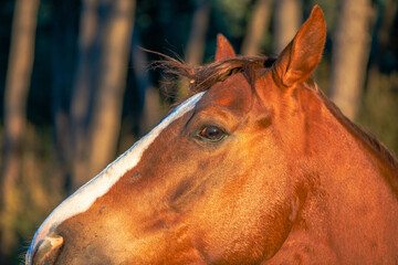 Golden Glimpse: Detailed Portrait of a Brown Horse Under the Sun