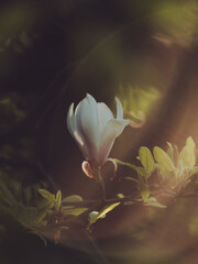 A lone Magnolia flower catching morning sun with lens flare
