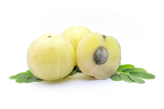 Amla, emblic or indian gooseberry (Phyllanthus emblica), Phyllanthaceae. Edible Asian fruit. Cultivated tree