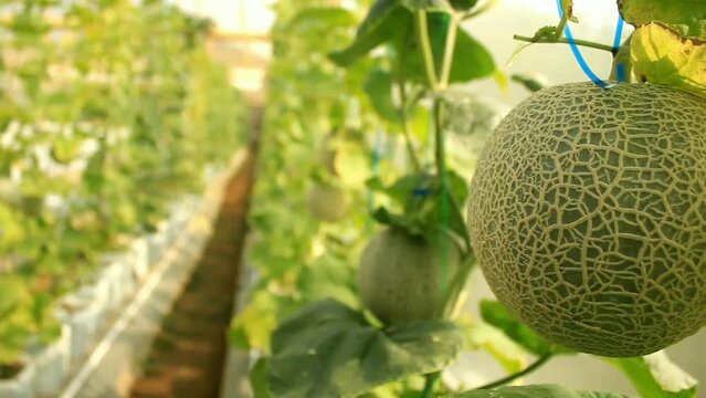 Melon plant growing in organic garden, growing melon seedlings on the farm. fresh melons or green melon or cantaloupe melons plants growing in greenhouse supported by string melon nets.
