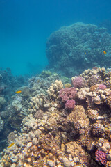 Colorful, picturesque coral reef at bottom of tropical sea, hard corals, underwater landscape