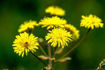 Golden Jewels: Macro Photo of Taraxacum officinale Bunch