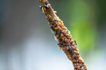 Nature's Microcosm: Macro Details of Swarm on Branch