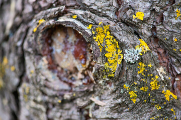 Symbiotic Tapestry: Macro Details of Lichens on Tree Trunk