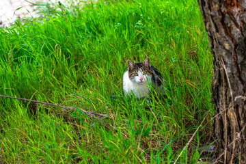 Stealthy Camouflage: Cat Hiding in the Grass