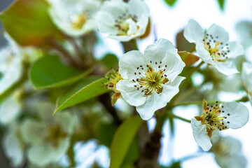 Ethereal Elegance: Detailed Macro of White Flowers