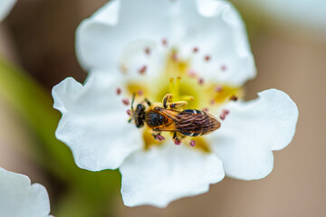Nature's Harmony: Detailed Macro of Bee on White Flower
