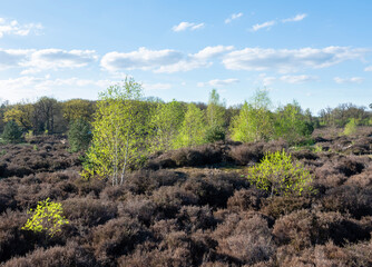 young birch trees with fresh spring leaves on leusder hei near Leusden and Amersfoort in holland