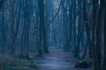 Beautiful shot of a gloomy path in the Maksimir park in Zagreb, Croatia