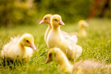 Cute beautiful schoolchild, playing with little gosling in a park on sunset