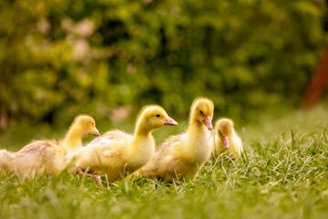 Cute beautiful schoolchild, playing with little gosling in a park on sunset