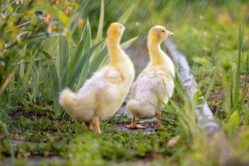 Cute beautiful schoolchild, playing with little gosling in a park on sunset