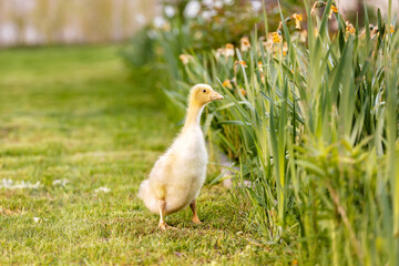 Cute beautiful schoolchild, playing with little gosling in a park on sunset