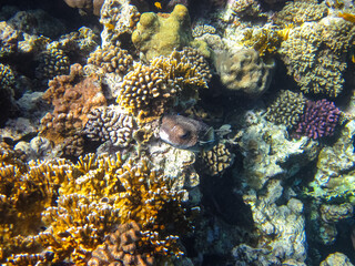 Long-spined hedgehog fish or Diodon hystrix in the expanses of the coral reef of the Red Sea. Undersea world. Sea fish.