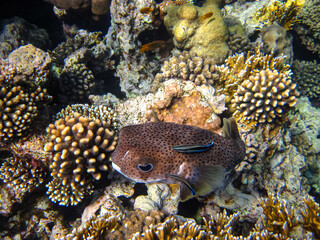 Long-spined hedgehog fish or Diodon hystrix in the expanses of the coral reef of the Red Sea....
