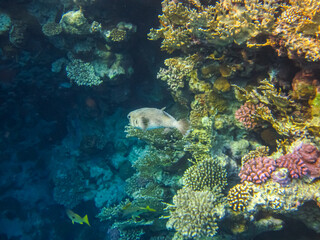 Long-spined hedgehog fish or Diodon hystrix in the expanses of the coral reef of the Red Sea. Undersea world. Sea fish.