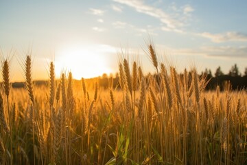 wheat field in golden sunlight, nature. Wheat field. Ears of golden wheat close up. Beautiful Nature Sunset Landscape. Rural Scenery under Shining Sunlight. Rich harvest Concept.