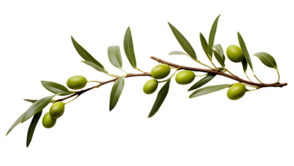 Olive png, green olive png, green olive fruit png, olive with branch png, group olive fruit png, olive drop to oil png, olive background png, fruit olive background png, olive transparent background.