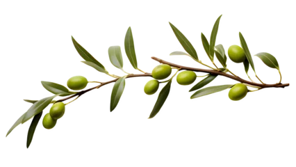 Fotobehang Olive png, green olive png, green olive fruit png, olive with branch png, group olive fruit png, olive drop to oil png, olive background png, fruit olive background png, olive transparent background. © Al