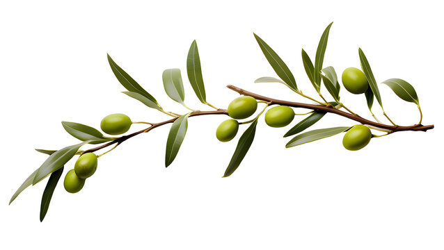 Olive png, green olive png, green olive fruit png, olive with branch png, group olive fruit png, olive drop to oil png, olive background png, fruit olive background png, olive transparent background.