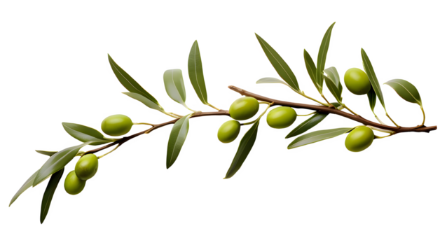Olive png, green olive png, green olive fruit png, olive with branch png, group olive fruit png, olive drop to oil png, olive background png, fruit olive background png, olive transparent background.