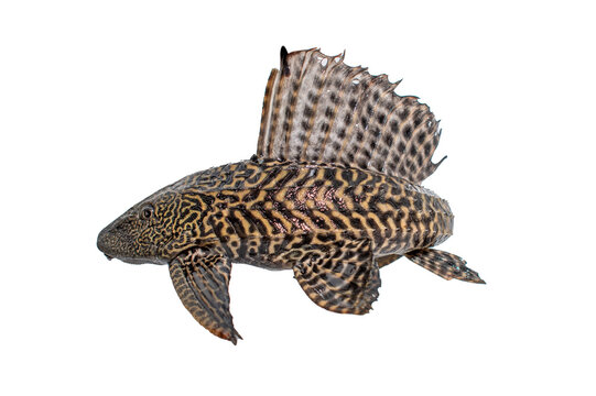 hypostomus plecostomus isolated on white background