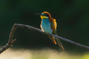 European bee-eater (Merops apiaster) perched on a branch. Nature reserve of the Isonzo river mouth, Isola della Cona, Friuli Venezia Giulia, Italy. Copy space image.	