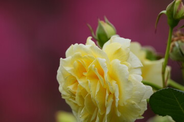 rose garden in spring