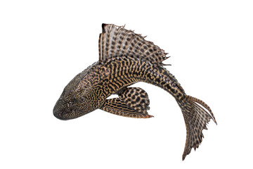 Naklejka premium hypostomus plecostomus isolated on white background