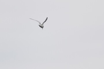 little tern in flight