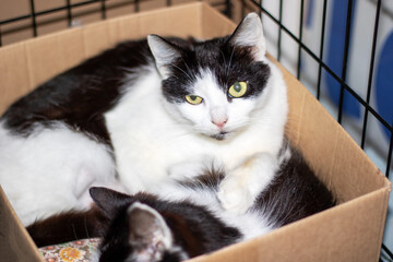 Calico Cat resting in a shipping box with whiskers and fur