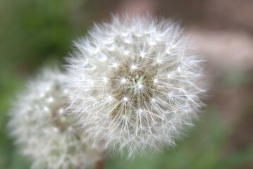 Fototapeta premium Make a wish