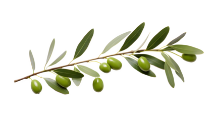 Olive png, green olive png, green olive fruit png, olive with branch png, group olive fruit png, olive drop to oil png, olive background png, fruit olive background png, olive transparent background.