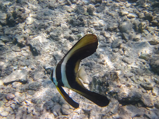 Platax teira, also known as the teira batfish, longfin batfish, longfin spadefish, or round faced...