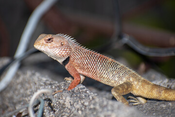 The oriental garden lizard, also called the eastern garden lizard, Indian garden lizard
