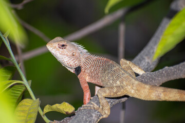 The oriental garden lizard, also called the eastern garden lizard, Indian garden lizard