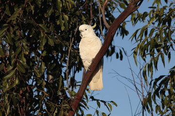 australian cockatoo