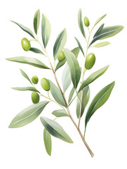 Watercolor illustration of a olive tree branch with green olives on white background 
